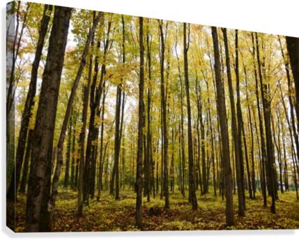 Michigan Trees  Canvas Print