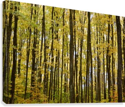 Smith Road Trees Canvas Print