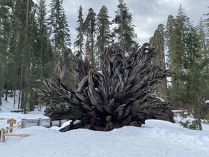 Redwood Root Yosemite 