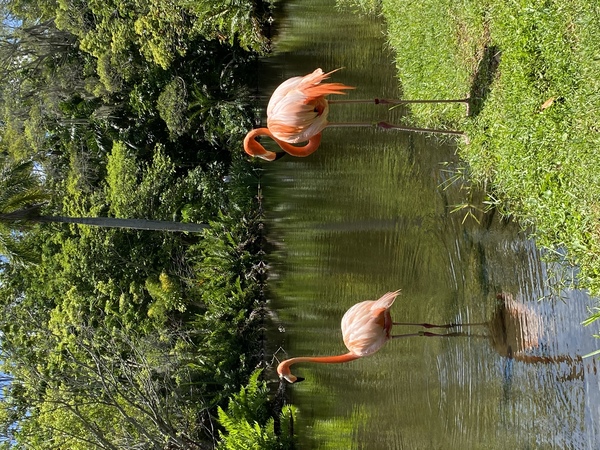 Flamingo in Florida Print