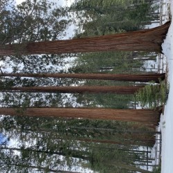 Yosemite Redwood