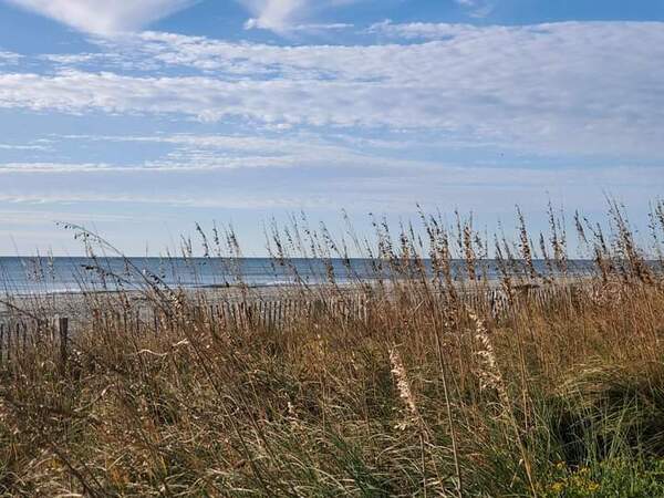 Sea Oats by Nancy L Guinn