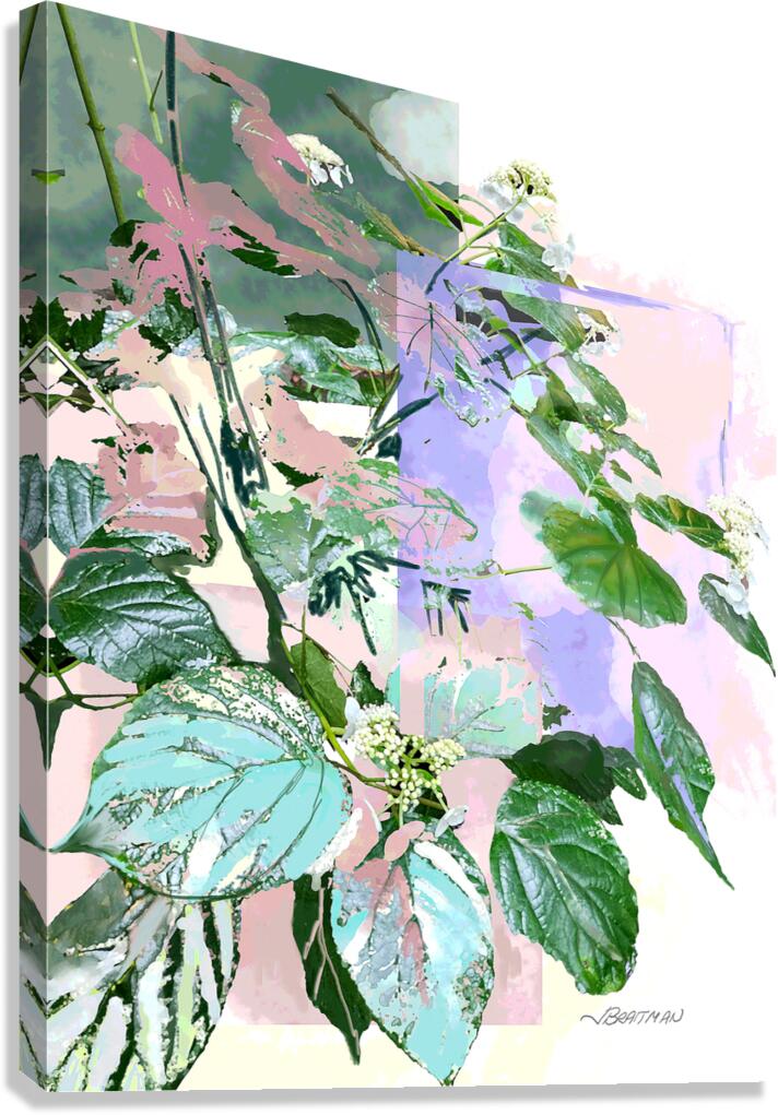 Lace-Cap Hydrangea Canvas Print
