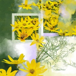 Threadleaf Coreopsis02