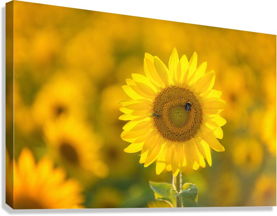 Beebop Canvas Print