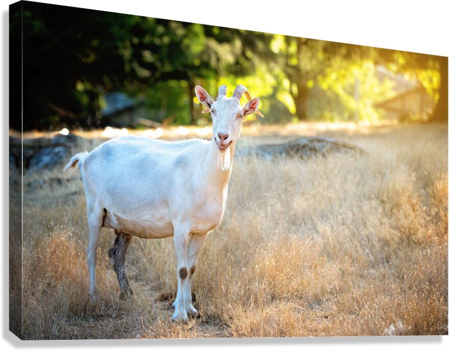Billy Canvas Print