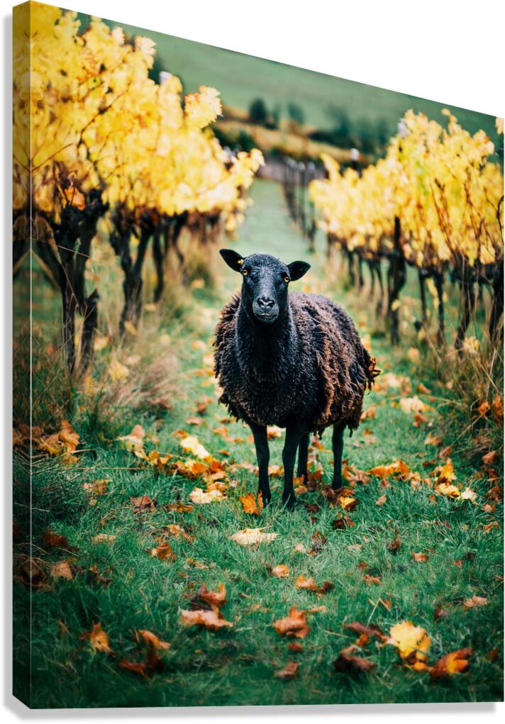 Amber  Canvas Print