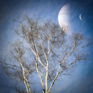 Birch  Planet