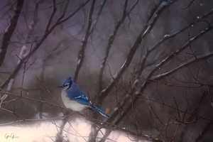 Bluejay in season