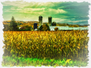 Fall Farm Corn Field
