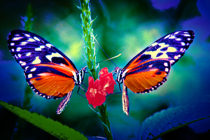Butterfly