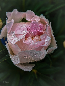 Dewy Rose