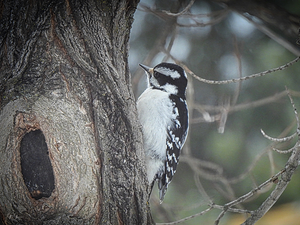 Downy Woodpecker
