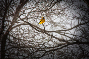Evening Grosbeak nw