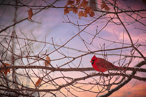 Found me another Cardinal