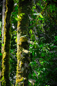 Jungle Life