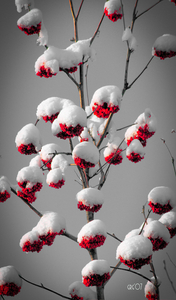 Mountain Ash Alberta