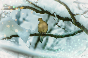 Mourning Dove2