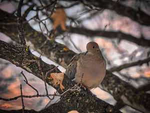Mourning Dove on the march...