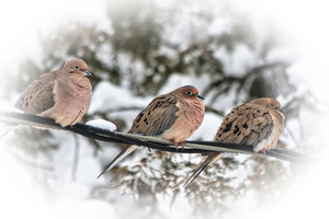 Mourning Dove trio
