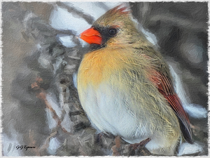 Northern Cardinal Paint1    Cardinalis cardinalis