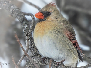 Northern Cardinal    Cardinalis cardinalis