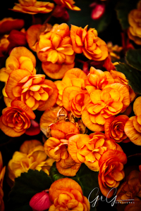 Full Bloom
