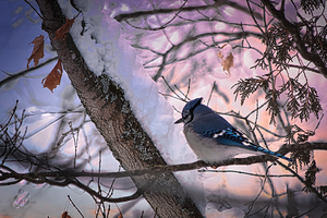 Snowy Bluejay