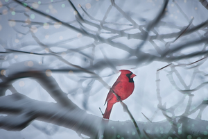 Star streak Cardinal
