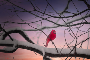 Sunset Cardinal