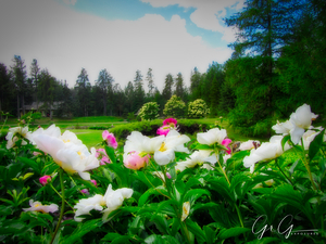 The Front Yard.