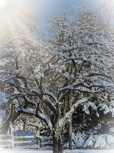 Winter Apple Tree
