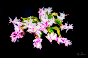 XMAS cactus one