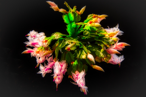christmas cactus1