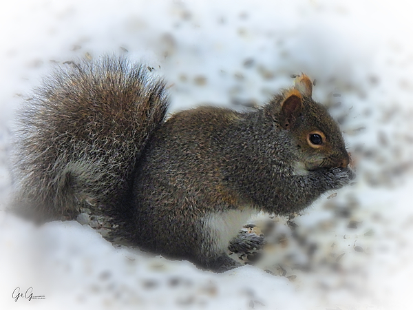 Eastern Fox Squirrel Print