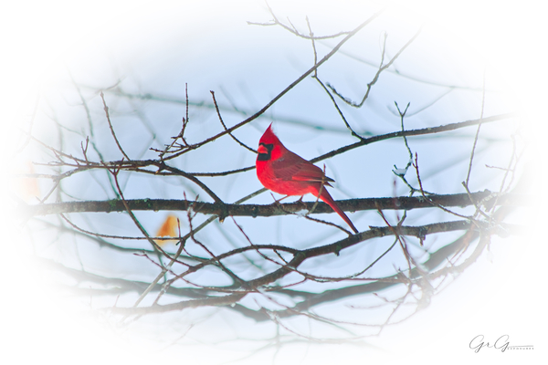 Cardinal on display Print