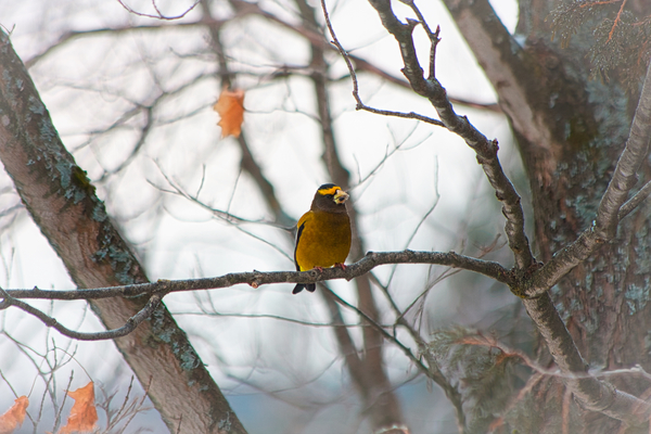 Evening Grosbeak Print