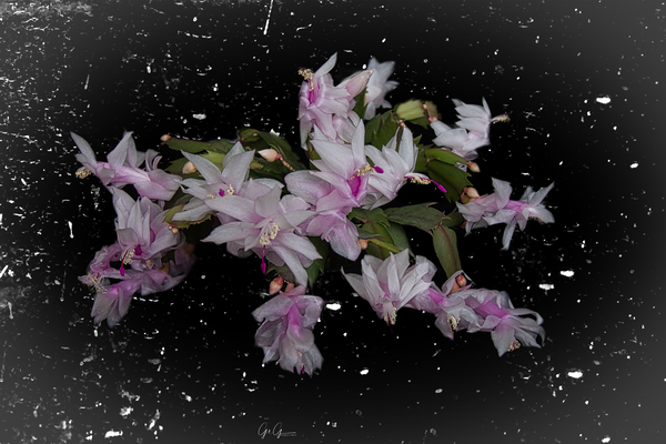 Flower in Space Print