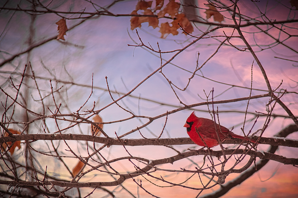 Found me another Cardinal Print