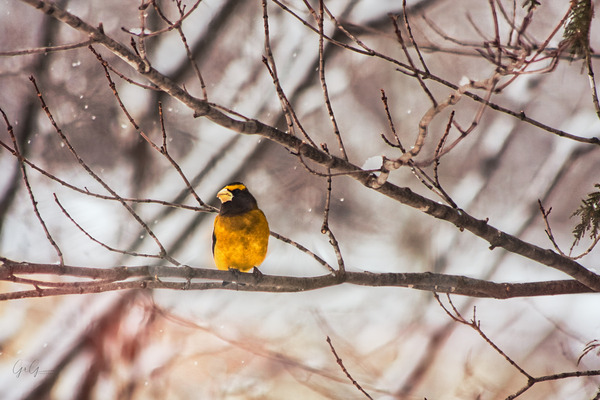 Grosbeak in wait Print
