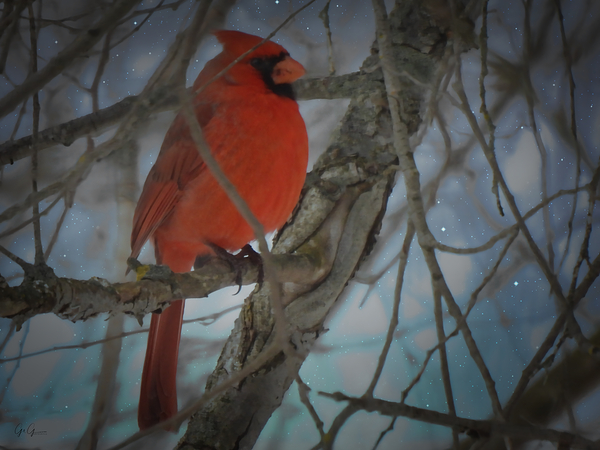 Knight Cardinal Print