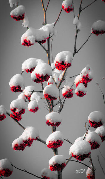 Mountain Ash Alberta Print