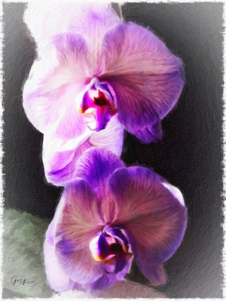 Orchid in Paint by Gavin Graham