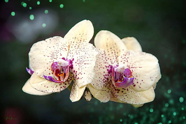Orchids Print