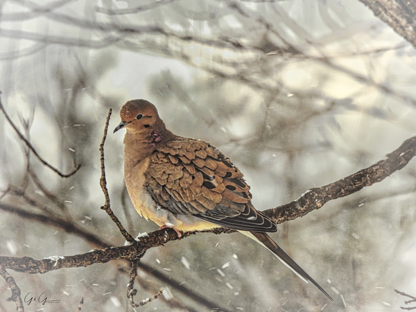 Smiling Mourning Dove Print