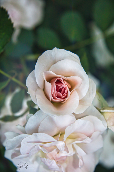 Thats a Rose   Print
