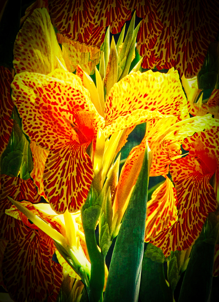 Was a flower to start with lol by Gavin Graham