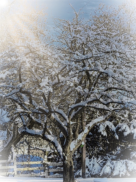 Winter Apple Tree Print