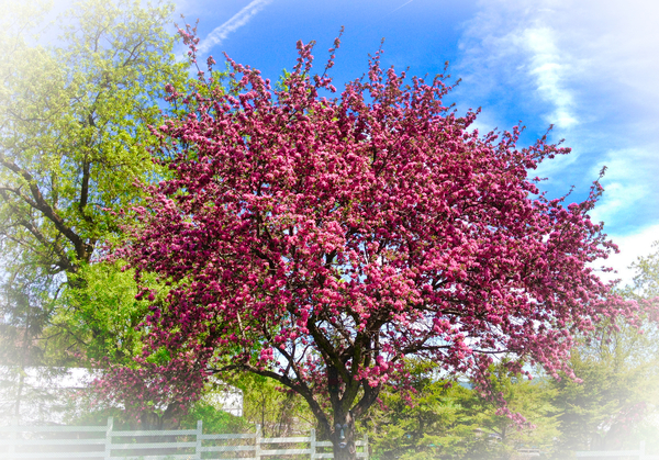 the crab apple Print