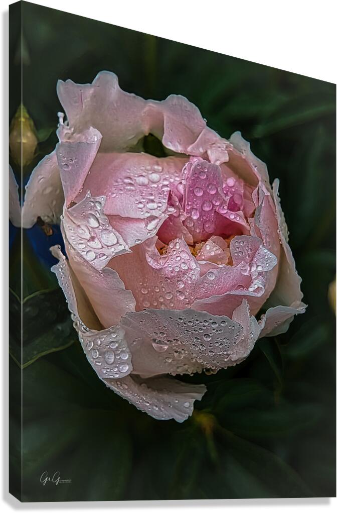 Dewy Rose Canvas Print